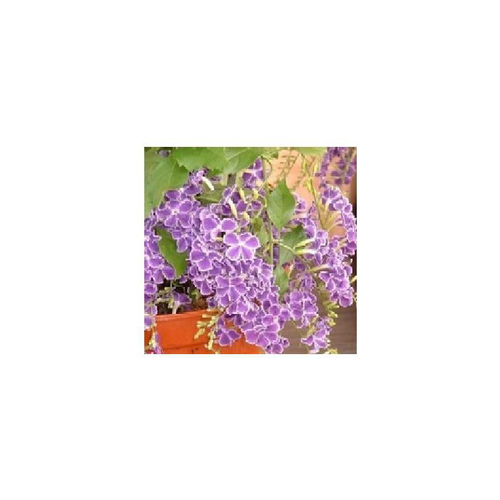 Visuel 1 du produit Duranta Erecta Espalier - Le pot de 3 litres