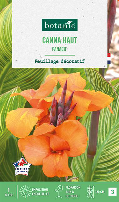 Visuel 1 du produit Bulbe de fleurs Canna Panach botanic® - 1 bulbe