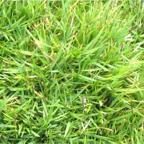 Visuel 1 du produit Zoysia tenuifolia - Le pot de 4 litres