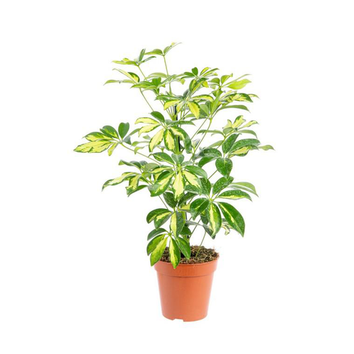 Visuel 1 du produit Schefflera Arboricola Trinette pot Ø13xH60 cm