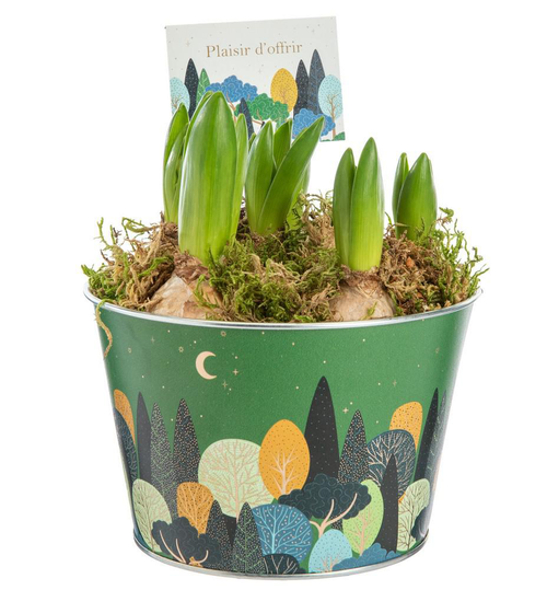 Visuel 1 du produit Jacinthe x 5 pot zinc automne - Ø 15 cm