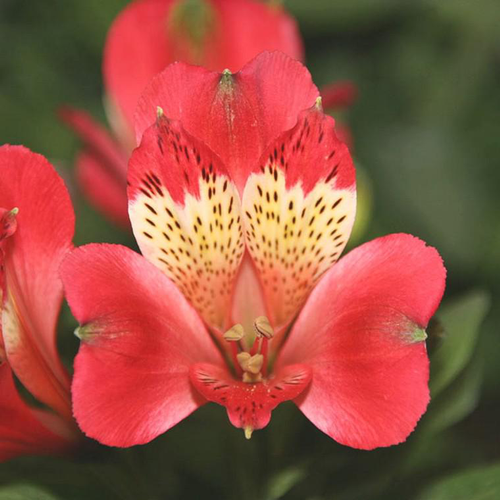 Visuel 1 du produit Alstroemère de Jardin 'Stella' - Le pot de 2 litres