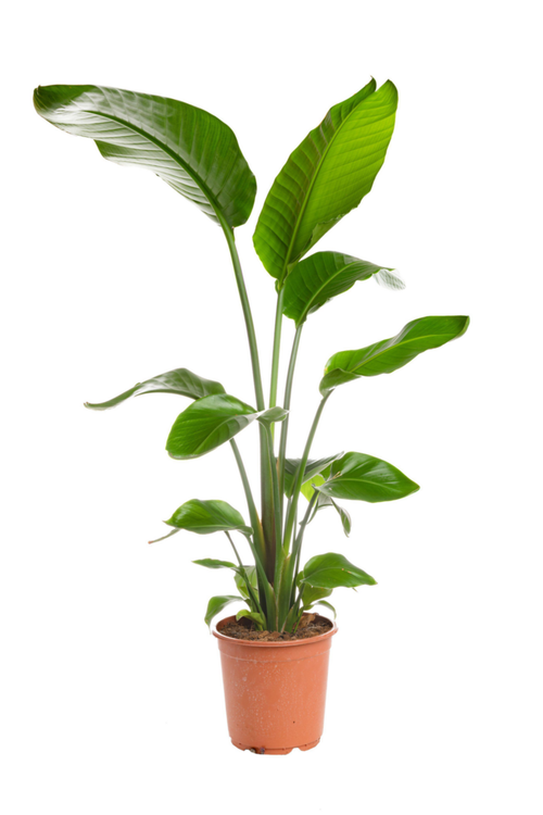 Visuel 1 du produit Oiseau de paradis vert. Le pot Ø 23 cm