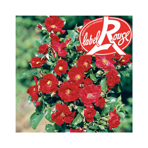 Visuel 1 du produit Rosier Xeruis® Label Rouge en pot de 5L