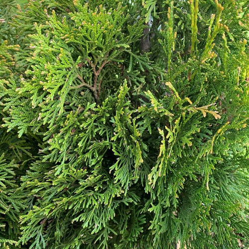 Visuel 1 du produit Thuya Occidentalis Smaragd ou Emeraude 80/100. Le pot de 5 litres