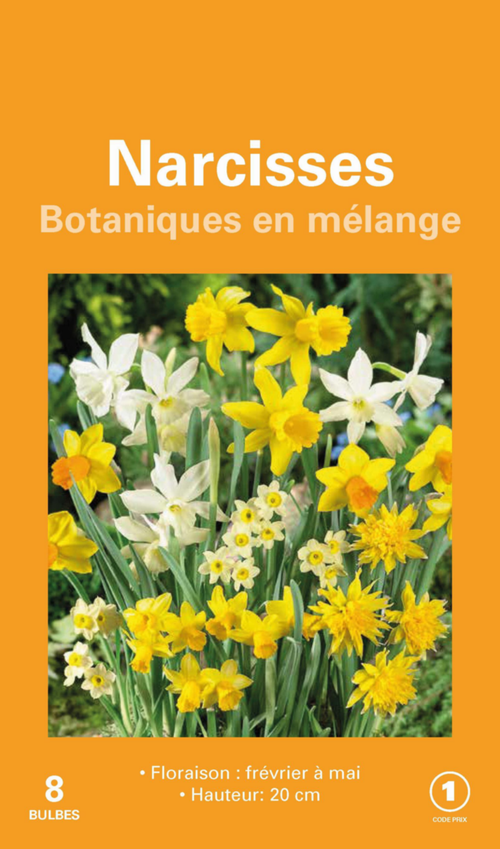 Visuel 1 du produit Narcisse en mélange botanic® - 8 bulbes