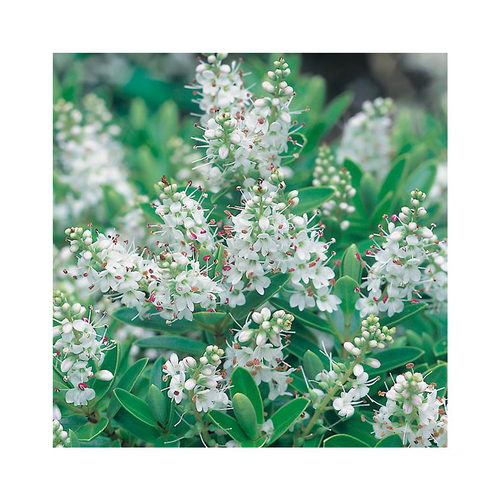 Visuel 1 du produit Hebe rakaiensis en pot de 3 litres