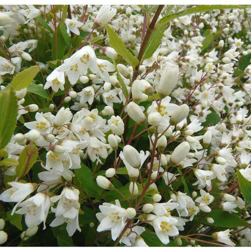 Visuel 1 du produit Deutzia Gracilis. Le pot de 3 litres