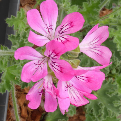 Visuel 1 du produit Pelargonium Cola - Le pot de 9 x 9 cm