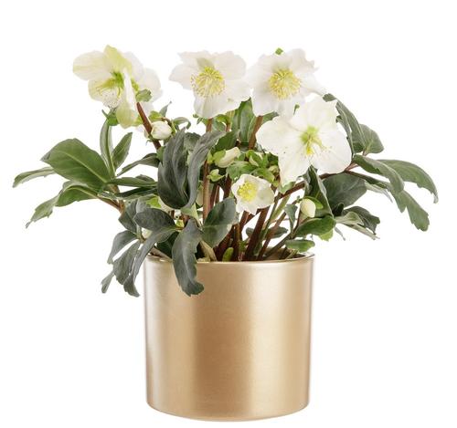 Visuel 1 du produit Hellébore blanc. Le pot Ø 13,5 cm avec cache pot doré.