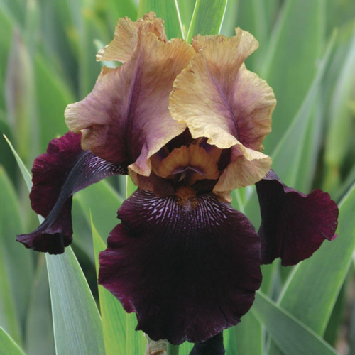 Visuel 1 du produit Iris des jardins Soft Jazz - Le pot de 1 litre