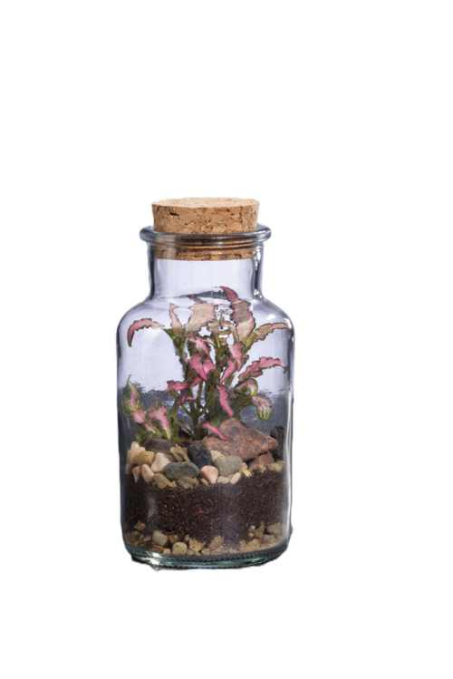 Visuel 1 du produit Terrarium autonome Barrate L botanic® - Ø 8,2 x 17,2 cm