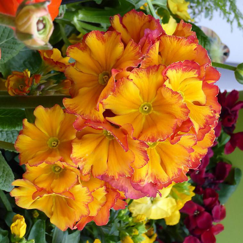 Visuel 2 du produit Primevère élatior - Le pot de 10.5 cm