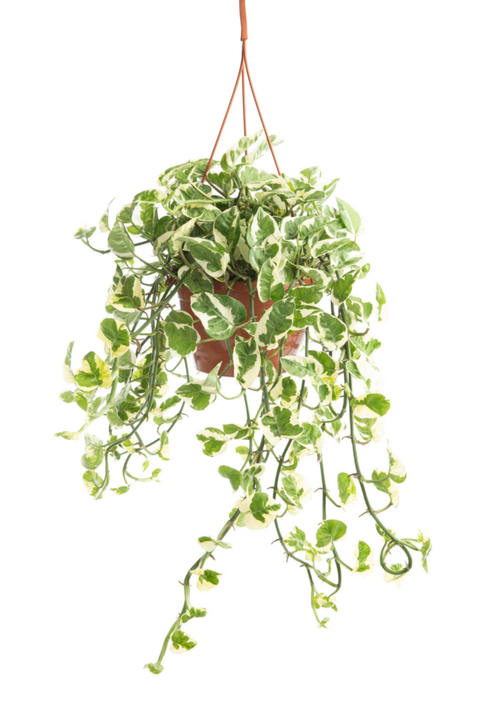 Visuel 1 du produit Pothos N'Joy blanc. La suspension Ø 17 cm