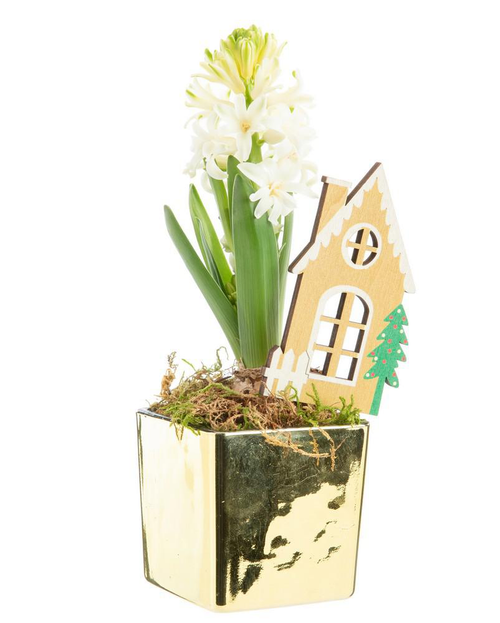 Visuel 1 du produit Jacinthe en cache-pot doré - Ø 8 cm