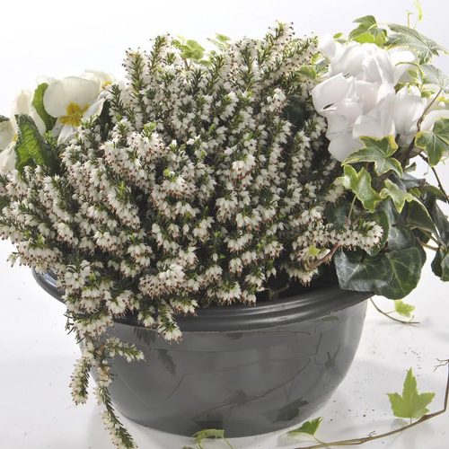 Visuel 1 du produit Composition d’automne blanche pour extérieur - La coupe de 27 cm