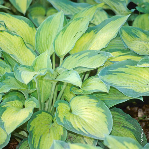 Visuel 1 du produit Hosta 'Paul'S Glory' - Le pot de 2 litres