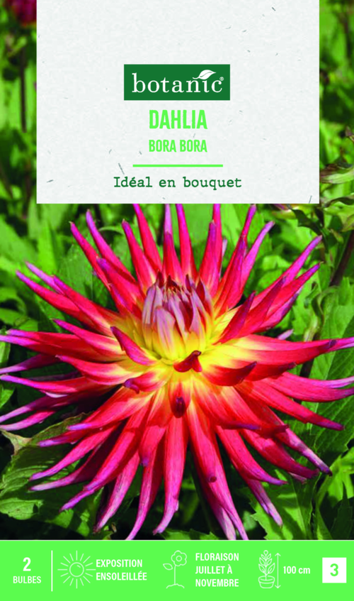 Visuel 1 du produit Bulbes de fleurs Dahlia semi-cactus Bora Bora botanic® - 2 bulbes