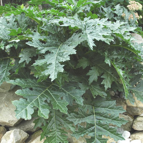 Visuel 1 du produit Acanthe à feuilles molles (Acanthus mollis) blanc et vert - Le pot de 9 x 9 cm