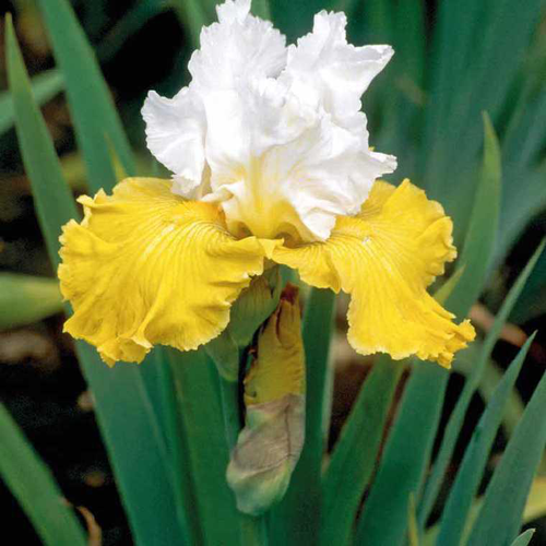 Visuel 1 du produit Iris des Jardins blanc-jaune - Le pot de 9 x 9 cm