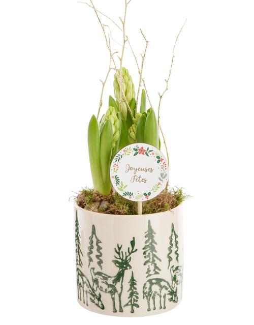 Visuel 1 du produit Composition de 3 Jacinthes vertes. Le pot Ø 11,7 cm décor renne.
