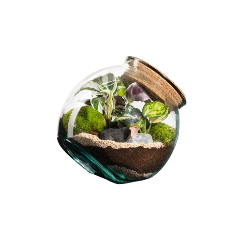 Visuel 1 du produit Terrarium autonome botanic® Kuego - Taille M Ø 19 cm H 19 cm