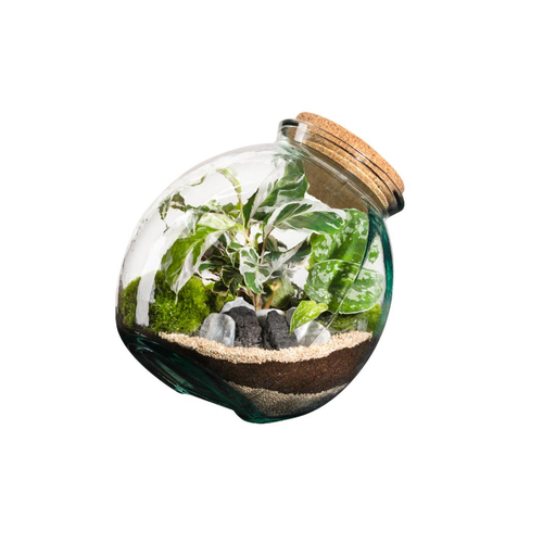 Visuel 1 du produit Terrarium autonome botanic® Kuego - Taille L Ø 26 cm H 26 cm
