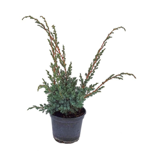 Visuel 1 du produit Genévrier de Chine (Juniperus Chinensis) Blue Alps. Le pot de 4 litres