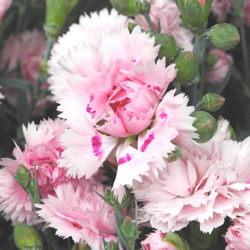 Visuel 1 du produit Œillet double vivace - La jardinière de 30 cm