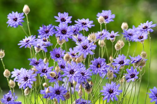 Visuel 1 du produit Cupidone  - Le pot de 2 litres