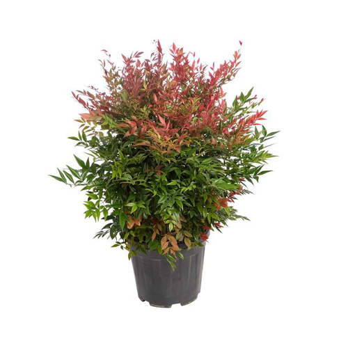 Visuel 1 du produit Nandina Domestica rouge 80/100 cm en pot de 20 L
