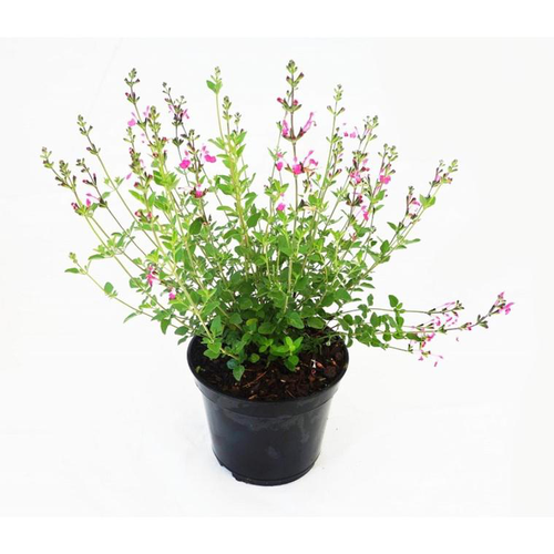 Visuel 1 du produit Sauge Salvia x Jamensis Pink Lips - Le pot de 5 litres