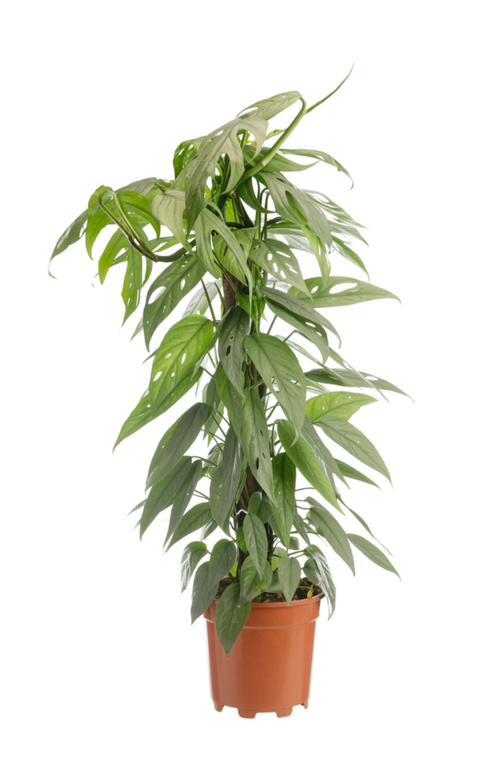 Visuel 1 du produit Pothos Cebu Blue vert. Le pot Ø 15 cm