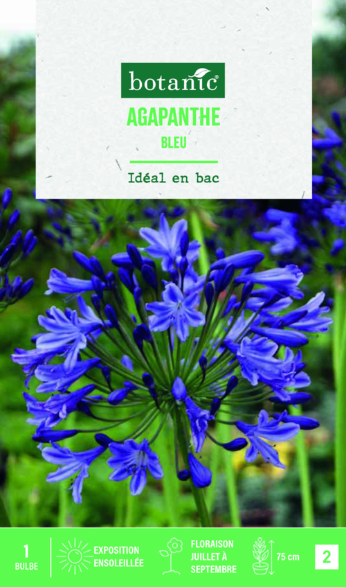 Visuel 1 du produit Bulbe de fleurs Agapanthe bleu botanic® - 1 bulbe