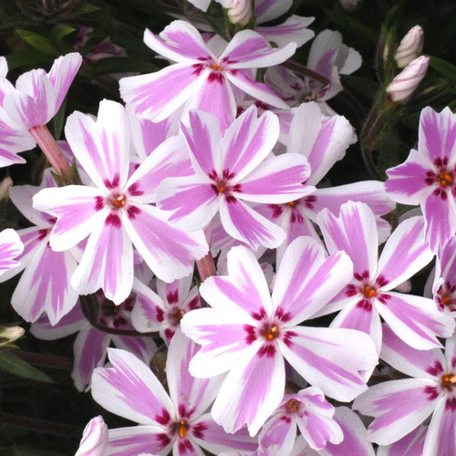 Visuel 1 du produit Phlox nain candy stripes rose en pot de 2 L