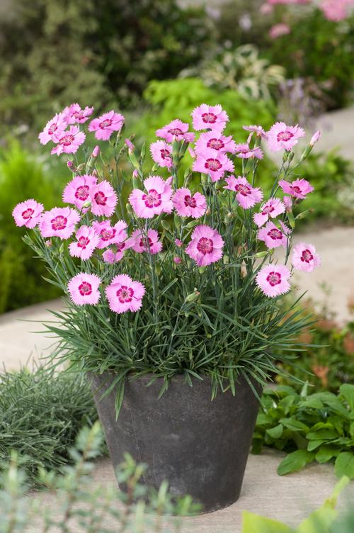 Visuel 1 du produit Œillet mignardise SHIRLEY TEMPLE - Le pot de 2 litres