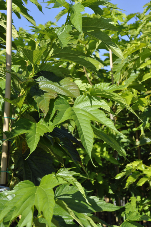 Visuel 1 du produit Mûrier platane ‘Fruitless’ botanic® vert. Le pot de 15 litres