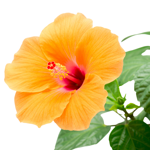 Visuel 1 du produit Hibiscus orange en pot diamètre 19 cm - H 40 cm