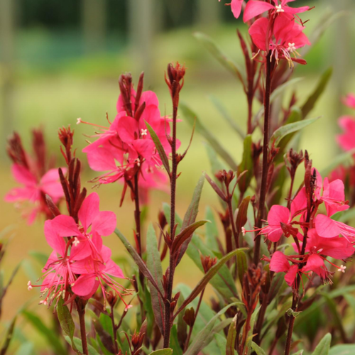 Visuel 1 du produit Gaura coloris rose. Le pot de 2 litres