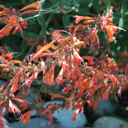 Visuel 1 du produit Agastache Variée. Le pot de 14 cm