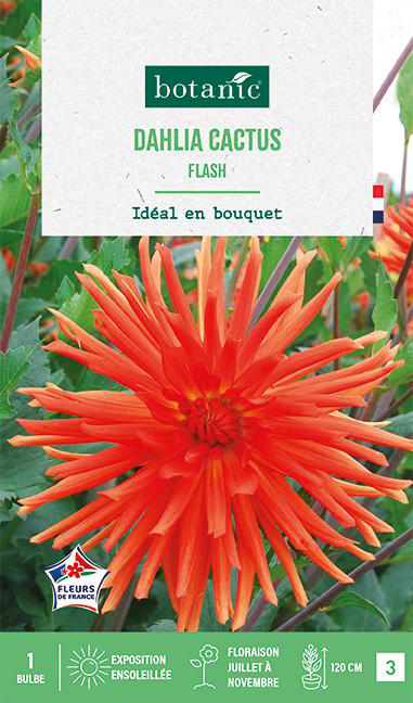 Visuel 1 du produit Bulbe de fleurs Dalhia cactus Flash botanic® - 1 bulbe