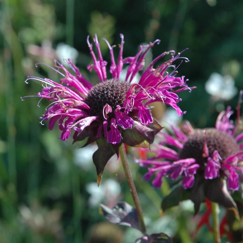 Visuel 1 du produit Monarde didyma balmy purple violette en pot de 2 L