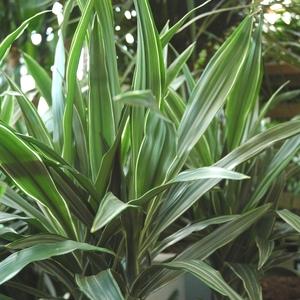 Visuel 1 du produit Dracaena composition surprise. Le pot de Ø 24 x H 90 cm, forme ramifiée