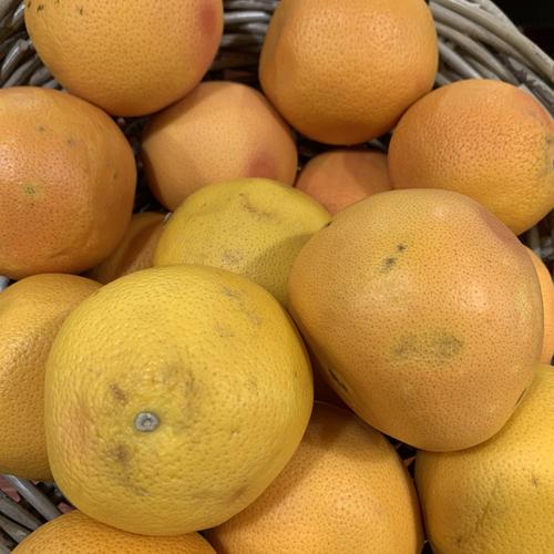 Visuel 1 du produit Pamplemoussier jaune. Le pot de 25 litres