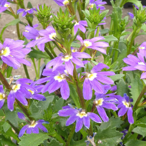 Visuel 1 du produit Scaevola - Le pot de 1 litre