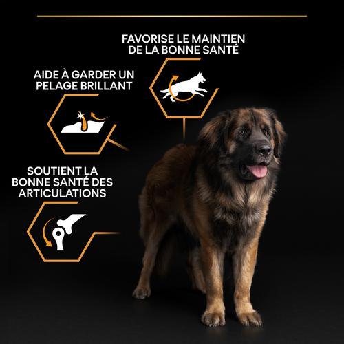Visuel 8 du produit Croquettes pour chien Pro Plan Dog Large Adult Robust - 16,5 kg