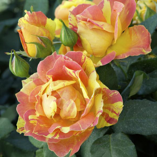 Visuel 1 du produit Rosier Paul Cézanne® Jacdeli coloris rose