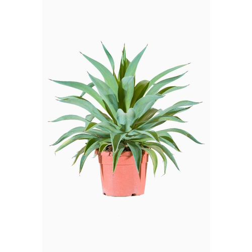 Visuel 1 du produit Agave Desmentiana en pot de 10 L vert