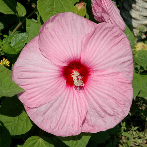 Visuel 1 du produit Hibiscus Moscheutos - Le pot de 8,7 litres