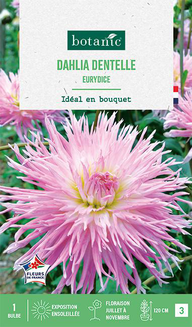 Visuel 1 du produit Bulbe de fleurs Dalhia dentelle Eurydice botanic® - 1 bulbe